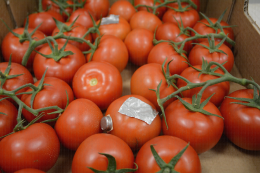Essais de simulation des circuits logistiques : tomate instrumentée de capteurs de température